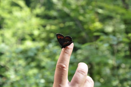 P. Strečanský : Motýľ